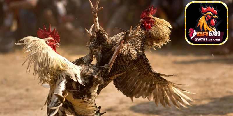 Tổng hợp kho game cá cược đẳng cấp và chuyên nghiệp tại Ga6789