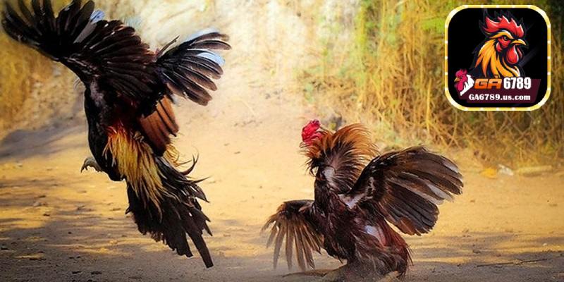 Vì sao Ga6789 luôn được người chơi yêu thích?